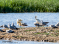 Espátula común - Platalea leucorodia - Becplaner comú