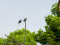 Estornino negro - Sturnus unicolor - Estornell negre