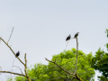 Estornino negro - Sturnus unicolor - Estornell negre