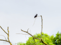 Estornino negro - Sturnus unicolor - Estornell negre