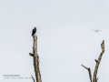 Estornino negro - Sturnus unicolor - Estornell negre