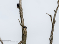 Estornino negro - Sturnus unicolor - Estornell negre