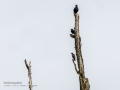 Estornino negro - Sturnus unicolor - Estornell negre