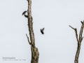 Estornino negro - Sturnus unicolor - Estornell negre
