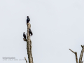 Estornino negro - Sturnus unicolor - Estornell negre