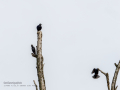 Estornino negro - Sturnus unicolor - Estornell negre
