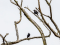 Estornino negro - Sturnus unicolor - Estornell negre