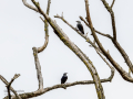 Estornino negro - Sturnus unicolor - Estornell negre