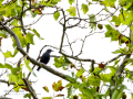 Estornino negro - Sturnus unicolor - Estornell negre