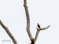 Estornino negro - Sturnus unicolor - Estornell negre