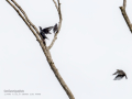 Estornino negro - Sturnus unicolor - Estornell negre