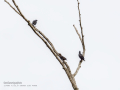 Estornino negro - Sturnus unicolor - Estornell negre