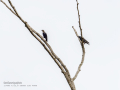 Estornino negro - Sturnus unicolor - Estornell negre