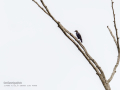 Estornino negro - Sturnus unicolor - Estornell negre