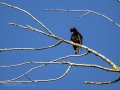 Estornino negro - Sturnus unicolor - Estornell negre