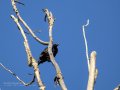 Estornino negro - Sturnus unicolor - Estornell negre