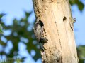 Estornino negro - Sturnus unicolor - Estornell negre