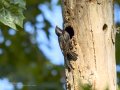 Estornino negro - Sturnus unicolor - Estornell negre