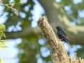 Estornino negro - Sturnus unicolor - Estornell negre