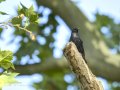 Estornino negro - Sturnus unicolor - Estornell negre