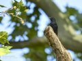 Estornino negro - Sturnus unicolor - Estornell negre