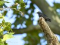 Estornino negro - Sturnus unicolor - Estornell negre