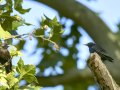 Estornino negro - Sturnus unicolor - Estornell negre