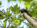 Estornino negro - Sturnus unicolor - Estornell negre