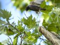 Estornino negro - Sturnus unicolor - Estornell negre