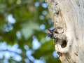 Estornino negro - Sturnus unicolor - Estornell negre