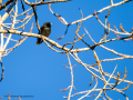 Estornino pinto - Sturnus vulgaris - Estornell comú