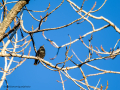 Estornino pinto - Sturnus vulgaris - Estornell comú