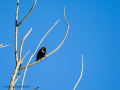 Estornino pinto - Sturnus vulgaris - Estornell comú