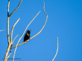 Estornino pinto - Sturnus vulgaris - Estornell comú