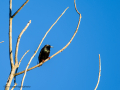 Estornino pinto - Sturnus vulgaris - Estornell comú