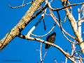 Estornino pinto - Sturnus vulgaris - Estornell comú