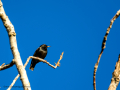 Estornino pinto - Sturnus vulgaris - Estornell comú