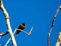 Estornino pinto - Sturnus vulgaris - Estornell comú
