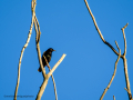 Estornino pinto - Sturnus vulgaris - Estornell comú