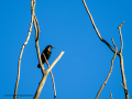 Estornino pinto - Sturnus vulgaris - Estornell comú