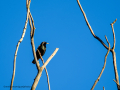 Estornino pinto - Sturnus vulgaris - Estornell comú