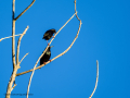 Estornino pinto - Sturnus vulgaris - Estornell comú