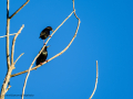 Estornino pinto - Sturnus vulgaris - Estornell comú