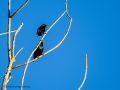 Estornino pinto - Sturnus vulgaris - Estornell comú
