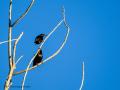 Estornino pinto - Sturnus vulgaris - Estornell comú