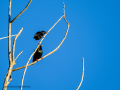 Estornino pinto - Sturnus vulgaris - Estornell comú