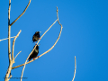 Estornino pinto - Sturnus vulgaris - Estornell comú