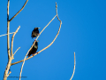 Estornino pinto - Sturnus vulgaris - Estornell comú