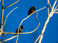 Estornino pinto - Sturnus vulgaris - Estornell comú