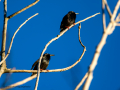 Estornino pinto - Sturnus vulgaris - Estornell comú
